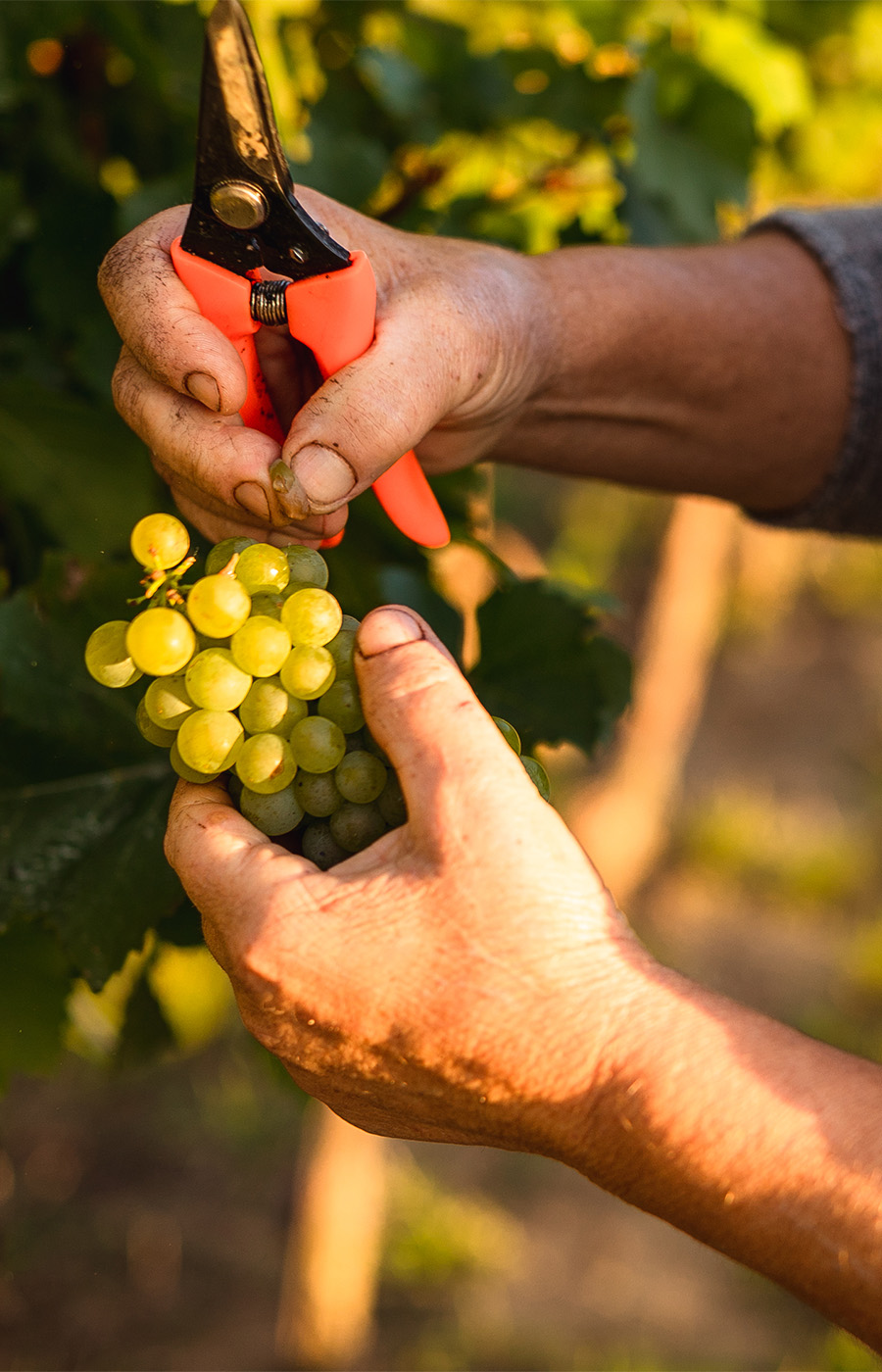 Nahaufnahme einer Hand, die eine reife, goldgelbe Traube hält, während mit einer Gartenschere der Stiel durchtrennt wird. Sonniges Licht fällt auf die Reben im Hintergrund.
