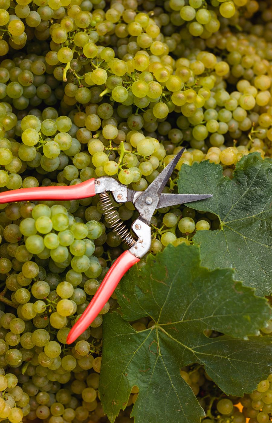 Weintrauben und Weingartenschere in Lesebox
