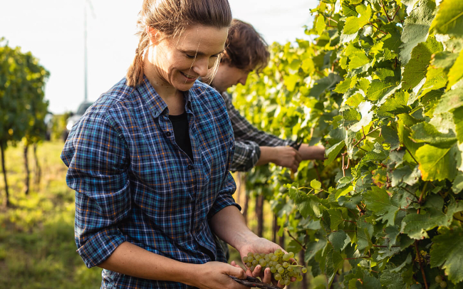 Bettina Ullmann bei der Schlumberger Weinreben Ernte