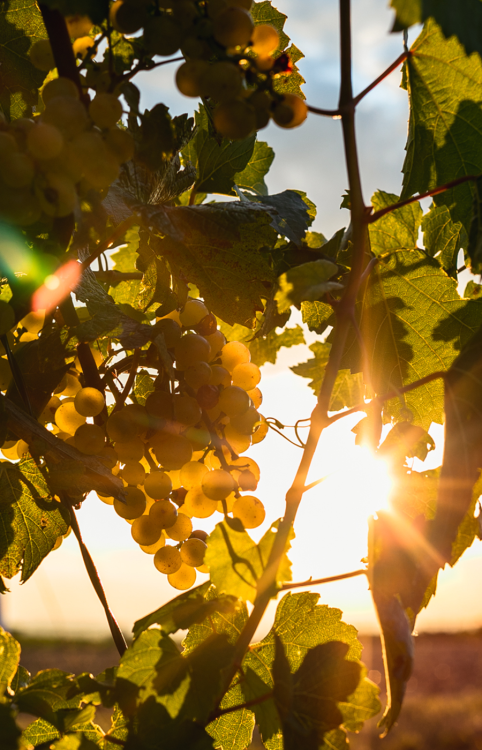 Weinlese in der Abendsonne