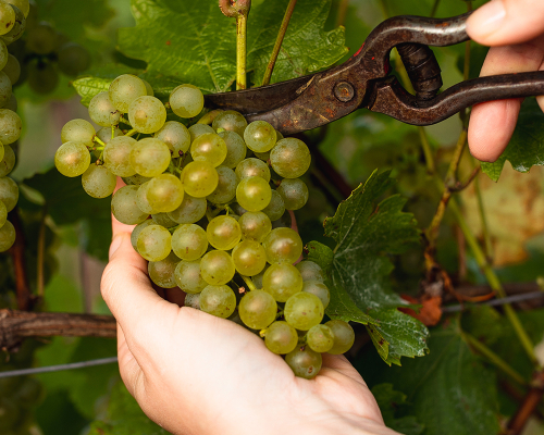 Aufnahme einer Schlumberger Weinrebe bei der Ernte
